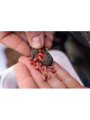 Preston Icm In-Line Maggot Feeder - Small 20G