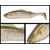 ADUSTA PICK TAIL SWIMMER 6 15cm 43gr 205 Ayu