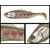 ADUSTA PICK TAIL SWIMMER 6 15cm 43gr 211 Baby Trout