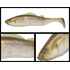 ADUSTA PICK TAIL SWIMMER 6 15cm 43gr 205 Ayu