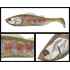 ADUSTA PICK TAIL SWIMMER 6 15cm 43gr 211 Baby Trout
