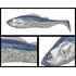 ADUSTA PICK TAIL SWIMMER 6 15cm 43gr 212 Hasu