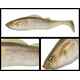 ADUSTA PICK TAIL SWIMMER 6 15cm 43gr 205 Ayu